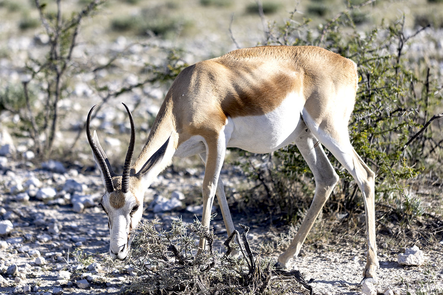 13 - Etosha 